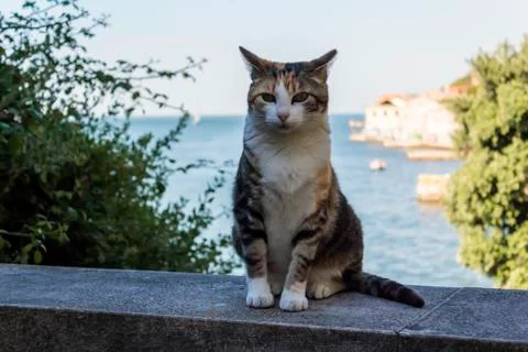 Portrait of Stray Cat Stock Photos