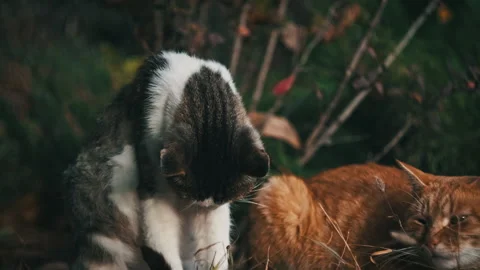 Portrait Stray White With Grey Cat Sitting On The Ground in Park Looking Around Stock Footage 253466442