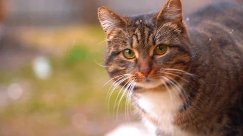 Portrait of a street cat Video stock 89686390