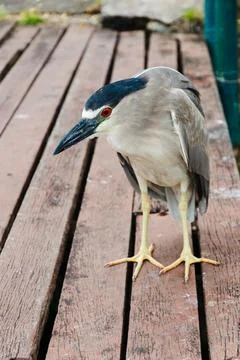 Portrait of a Striated Soco on the Deck Фото