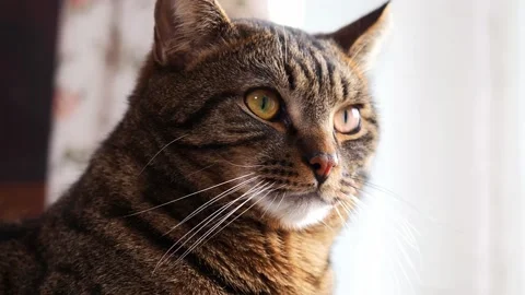 Portrait of a striped cat, close-up. Stock Footage 229889065