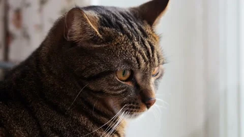 Portrait of a striped cat, close-up. Stock Footage 229915635