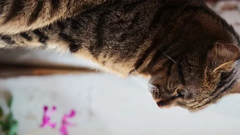 Portrait of a striped cat, close-up. Stock Footage 229915650