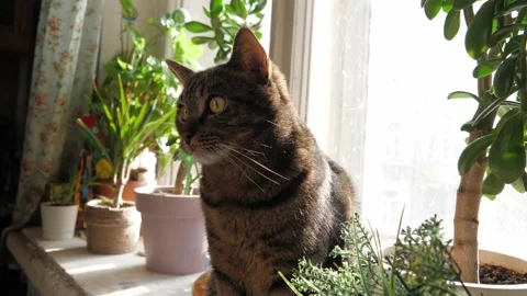 Portrait of a striped cat, close-up. Stock Footage 232090652