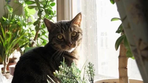 Portrait of a striped cat, close-up. Stock Footage 232090720