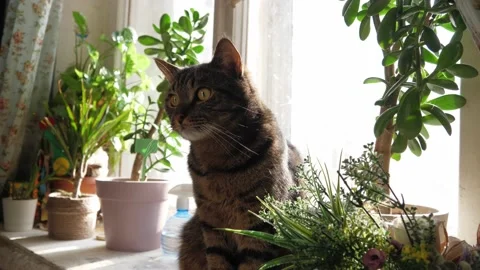 Portrait of a striped cat, close-up. Stock Footage 232090721