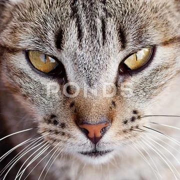 Portrait of a striped cat outdoor Stock Photos