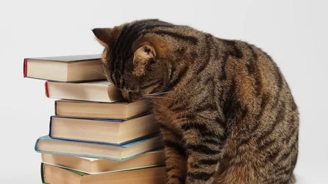 Portrait of a striped cat with a stack of books. Video stock 227906045
