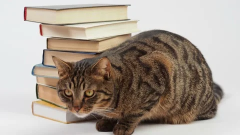 Portrait of a striped cat with a stack of books. Video stock 227906051