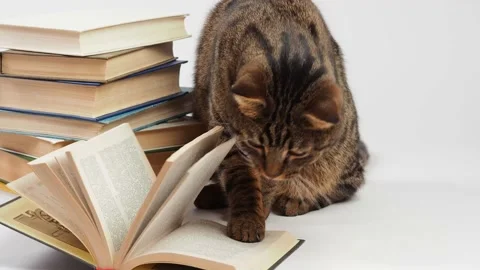 Portrait of a striped cat with a stack of books. Stock Footage 227906053
