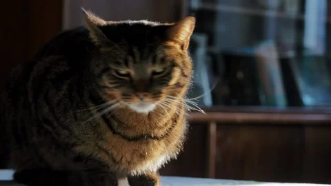 Portrait of a striped cat in sunlight. Stock Footage 224521671