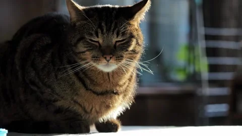 Portrait of a striped cat in sunlight. Stock Footage 224521678