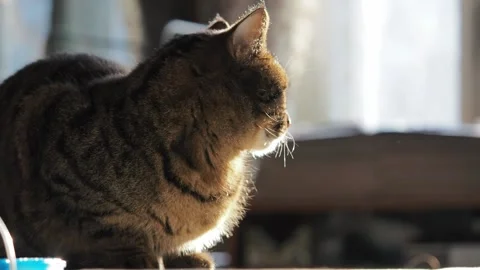 Portrait of a striped cat in sunlight. Stock Footage 224521679