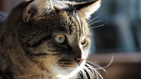 Portrait of a striped cat in sunlight. Vidéo 224521685