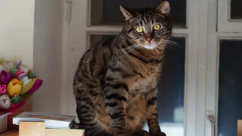 Portrait of a striped cat with yellow eyes Stock Footage 227340341