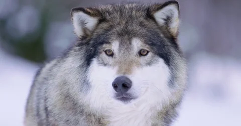 Portrait of submissive wolf looking around Stock Footage 72319228