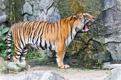 Portrait of sumatran tiger Stock Photos