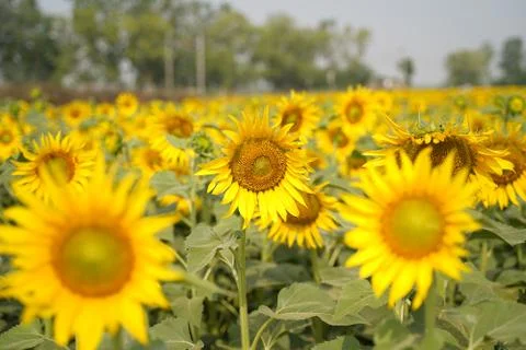 Portrait of a sunflower in the field.. Stock Photos