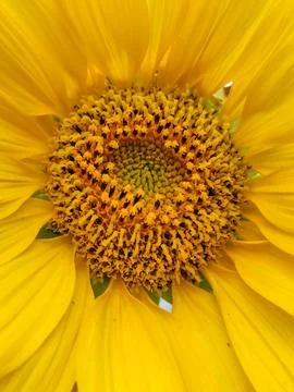 Portrait Of A Sunflower  Stock Photos