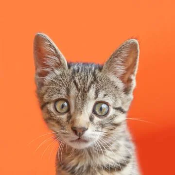 Portrait of a surprised cat Stock Photos