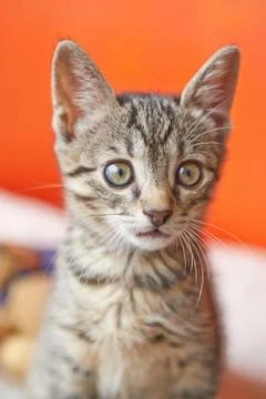 Portrait of a surprised cat Stock Photos