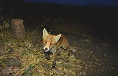 Portrait of a surprised fox at night Stock Photos