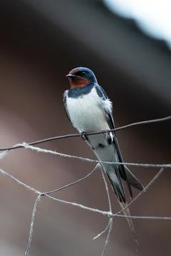 Portrait of a swallow Stock Photos