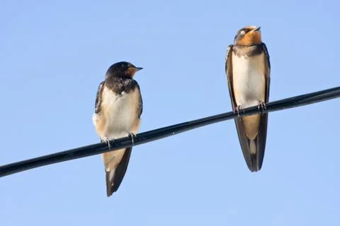 Portrait of swallows Foto stock