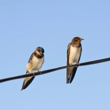 Portrait of swallows Stock Photos