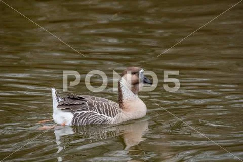 Portrait of swan (Chinese) goose. Wildlife photo Stock Photos