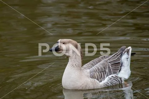 Portrait of swan (Chinese) goose. Wildlife photo Stock Photos