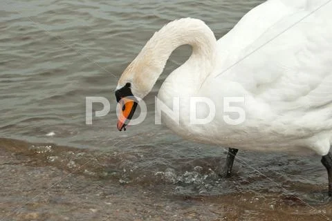 Portrait of a swan Stock Photos