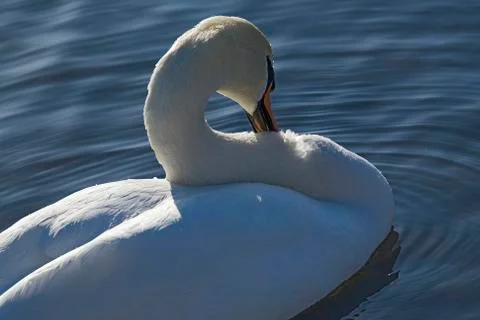 Portrait of a swan Stock Photos