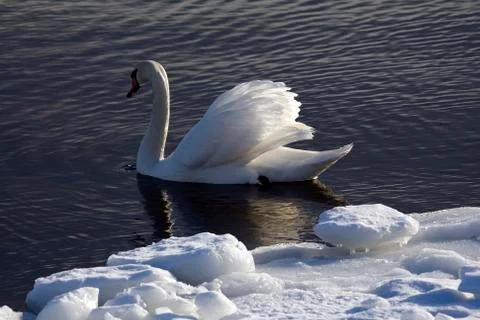 Portrait of a swan. Stock Photos