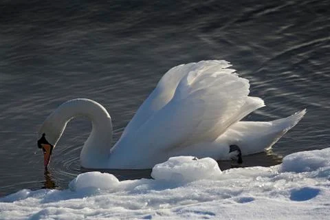 Portrait of a swan. Stock Photos