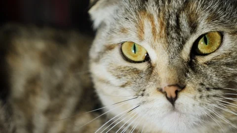 Portrait of a tabby cat close-up Stock Footage 88182219