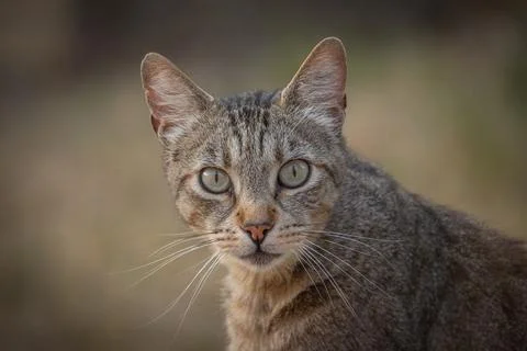 Portrait of a tabby cat, close-up Stock Photos