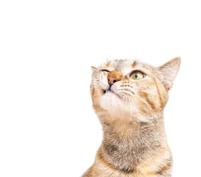 Portrait of tabby cat with funny expression. Stock Photos