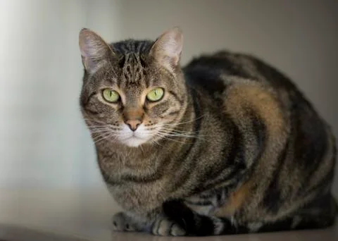 Portrait of a tabby cat Stock Photos