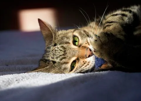Portrait of a tabby cat Stock Photos