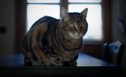 Portrait of a tabby cat Stock Photos
