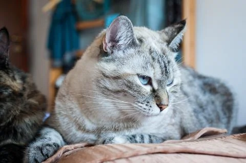 Portrait of tabby cat. Stock Photos