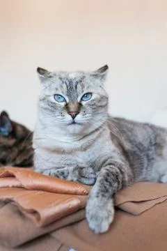 Portrait of tabby cat. Stock Photos