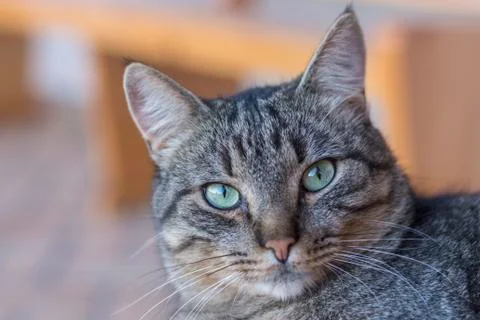 Portrait of tabby cat Stock Photos