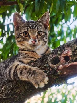 Portrait of a Tabby Cat Resting on a Tree Branch Stock Photos
