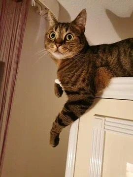 Portrait of a tabby cat with a surprised expression on his face 스톡 사진