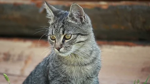 Portrait of a  tabby striped cat Stock Footage 113918491