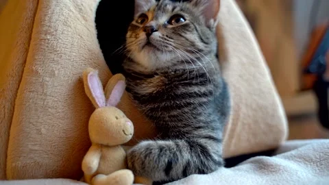 Portrait of a tabby striped gray kitten sitting in its plush house and hugging a Stock Footage 174374236