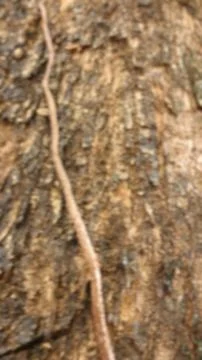 Portrait of the texture of a tree trunk Stock Photos