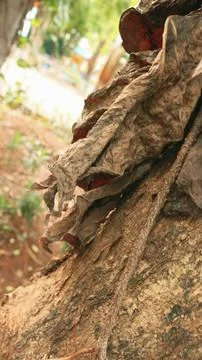 Portrait of the texture of a tree trunk Stock Photos